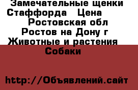 Замечательные щенки Стаффорда › Цена ­ 4 000 - Ростовская обл., Ростов-на-Дону г. Животные и растения » Собаки   